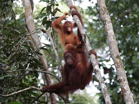 Orangutan Magic: Noteworthy Events in 2018